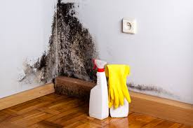 Environmental Consulting for Mold Prevention